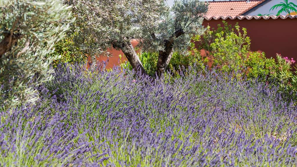 Terre De Provence & 3* Le Pontet (Vaucluse)
